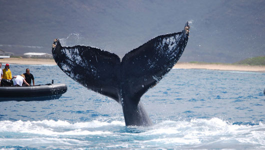 whale_watching_kauai