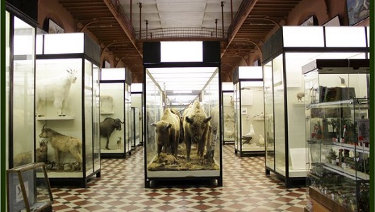 зоологический музей