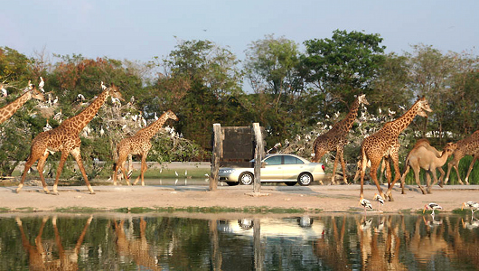Места Таиланда. Сафари парк Safari World в Бангкоке