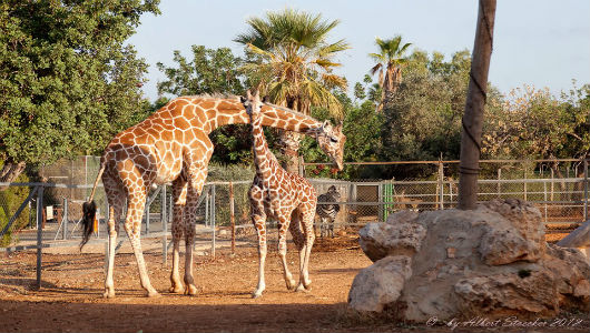Зоопарк в пафосе кипр официальный сайт квартиры во франции